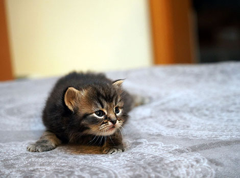 Uffe-Loki am 27. Januar 2026